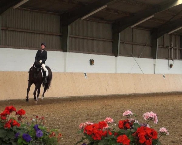 Reitturnier Datteln 2016