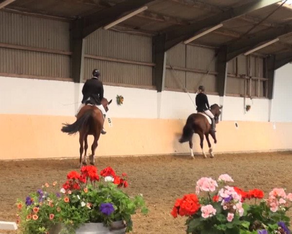 Reitturnier Datteln 2016