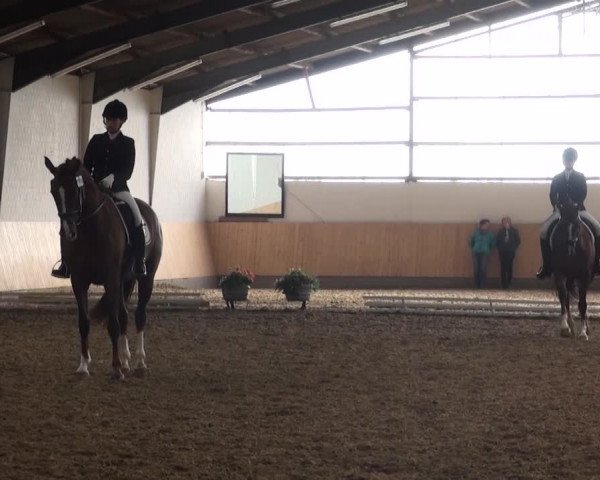Reitturnier Datteln 2016