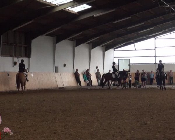 Reitturnier Datteln 2016