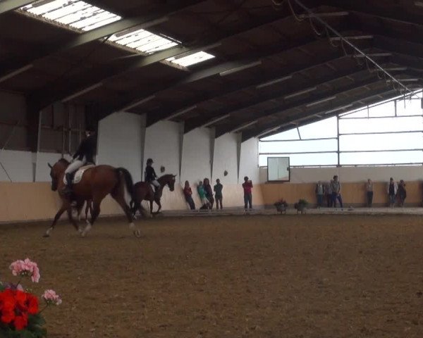 Reitturnier Datteln 2016