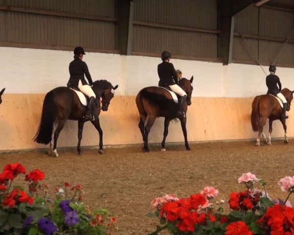 Reitturnier Datteln 2016