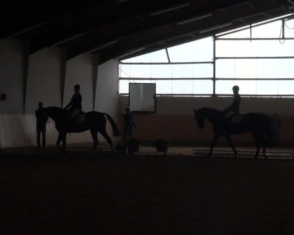 Reitturnier Datteln 2016