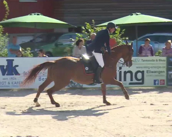 HORSE classics Killingen 2016