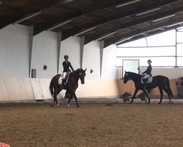 Reitturnier Datteln 2016