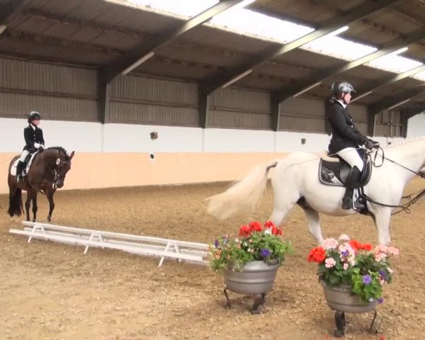 Reitturnier Datteln 2016