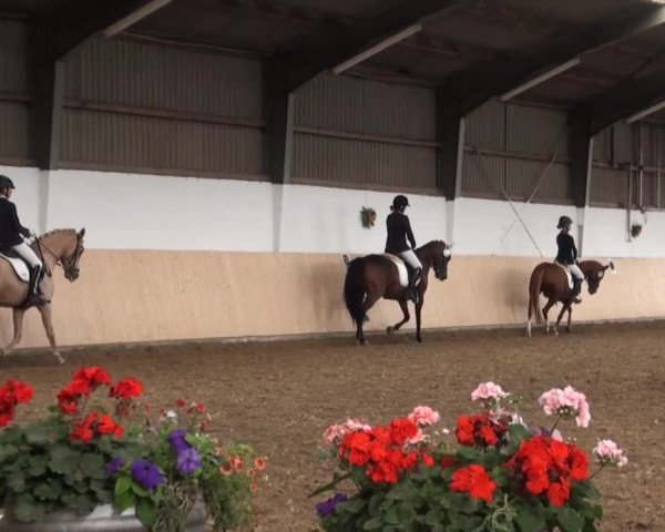 Reitturnier Datteln 2016