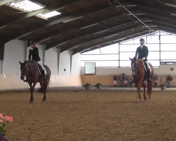 Reitturnier Datteln 2016