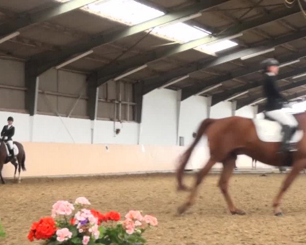 Reitturnier Datteln 2016