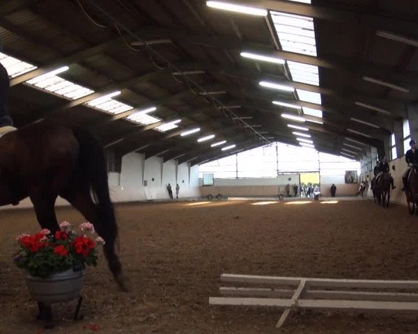 Reitturnier Datteln 2016