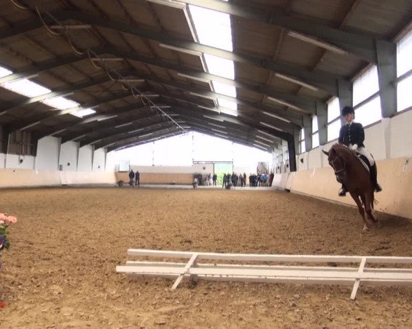 Reitturnier Datteln 2016