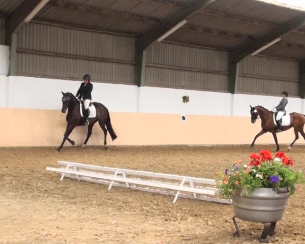 Reitturnier Datteln 2016