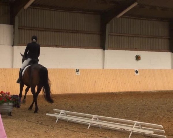 Reitturnier Datteln 2016