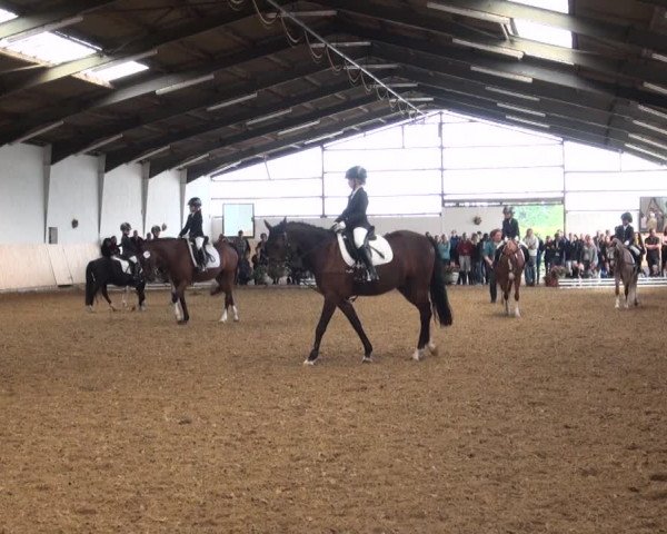 Reitturnier Datteln 2016