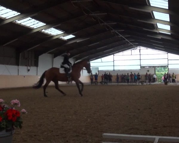 Reitturnier Datteln 2016