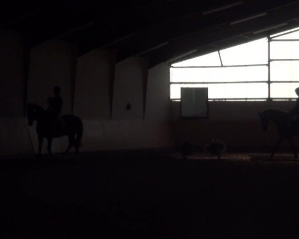 Reitturnier Datteln 2016