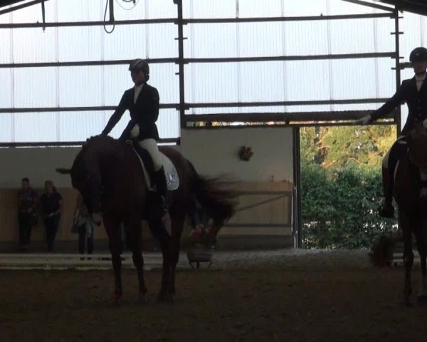Reitturnier Datteln 2016