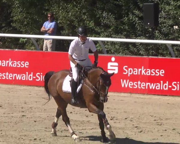 Summermeeting der Springreiter Hachenburg 2016