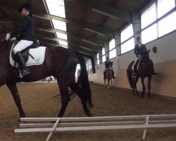 Reitturnier Datteln 2016