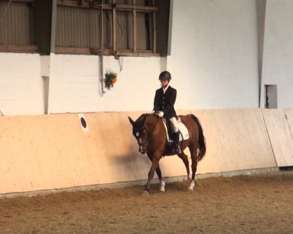 Reitturnier Datteln 2016