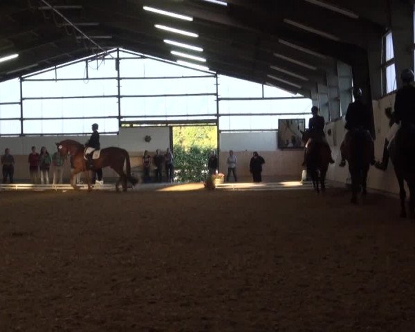 Reitturnier Datteln 2016