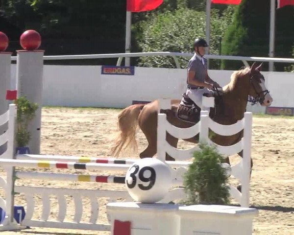 Summermeeting der Springreiter Hachenburg 2016