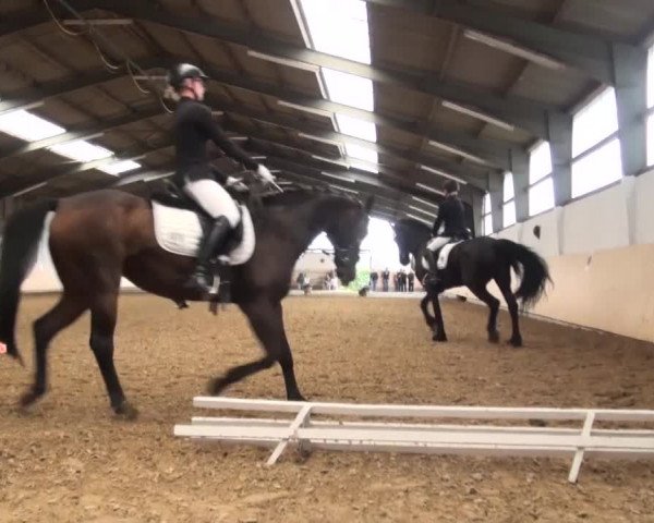 Reitturnier Datteln 2016