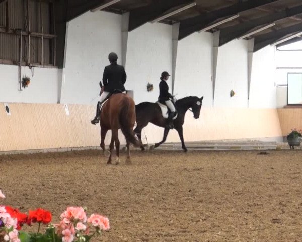 Reitturnier Datteln 2016