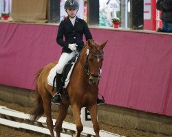 broodmare Novelis (Hanoverian, 2007, from Heidbergs Nancho Nova)
