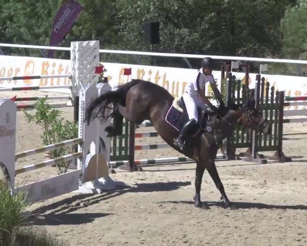 Summermeeting der Springreiter Hachenburg 2016