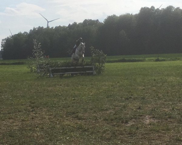 horse Phoenix 131 (Oldenburg, 2001)