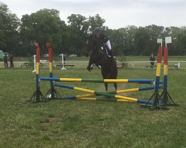 horse Guidarco G (German Sport Horse, 2013, from Guidarc)