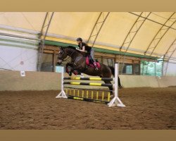 jumper Philou (Holsteiner, 2003)