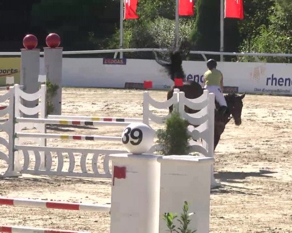 Summermeeting der Springreiter Hachenburg 2016