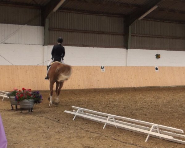 Reitturnier Datteln 2016