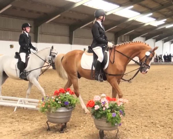 Reitturnier Datteln 2016
