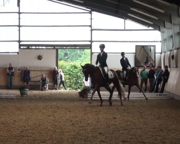 Reitturnier Datteln 2016