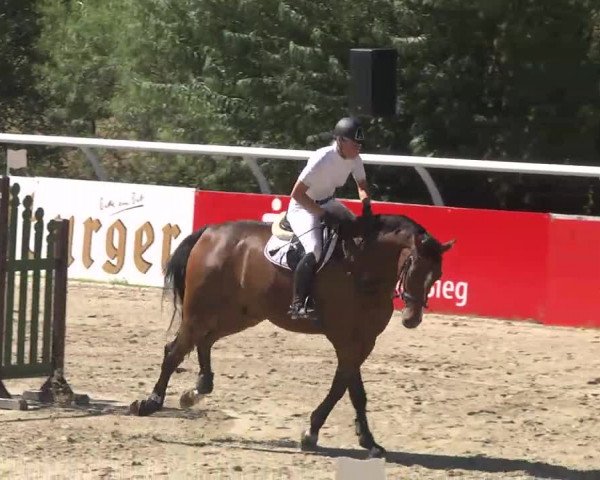 Summermeeting der Springreiter Hachenburg 2016