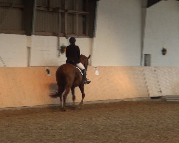 Reitturnier Datteln 2016