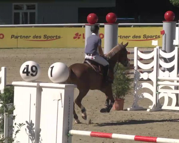 Summermeeting der Springreiter Hachenburg 2016