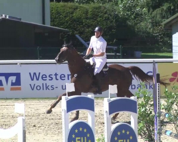 Summermeeting der Springreiter Hachenburg 2016