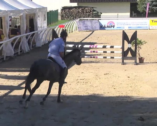 Summermeeting der Springreiter Hachenburg 2016