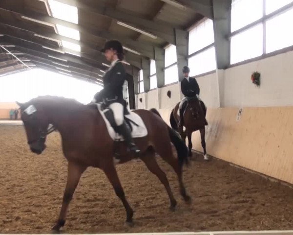 Reitturnier Datteln 2016