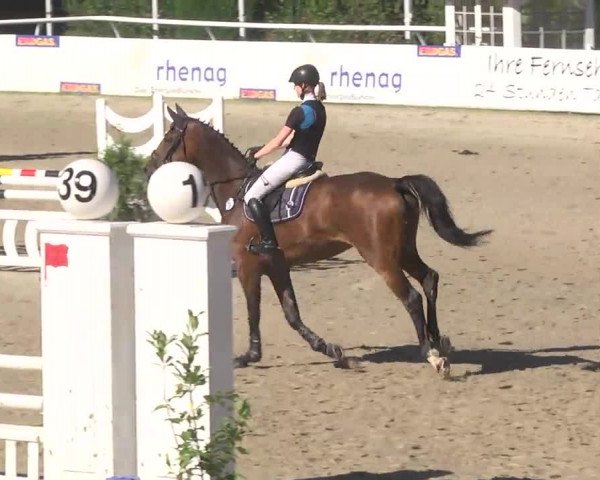Summermeeting der Springreiter Hachenburg 2016