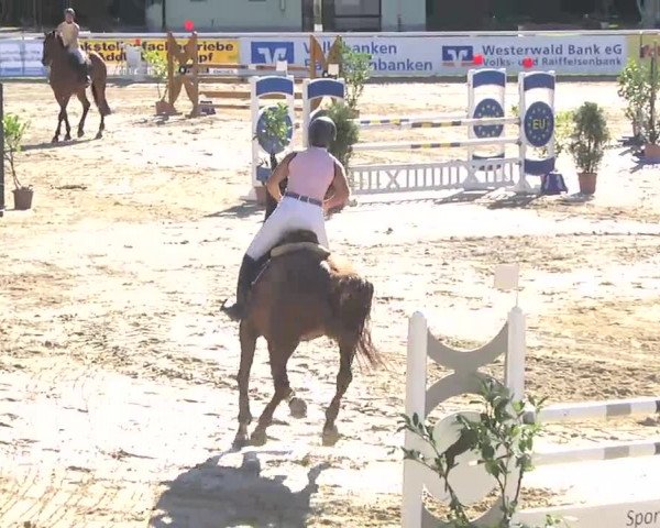 Summermeeting der Springreiter Hachenburg 2016