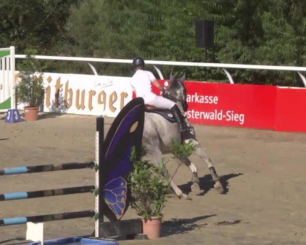 Summermeeting der Springreiter Hachenburg 2016