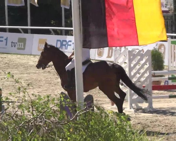 Summermeeting der Springreiter Hachenburg 2016