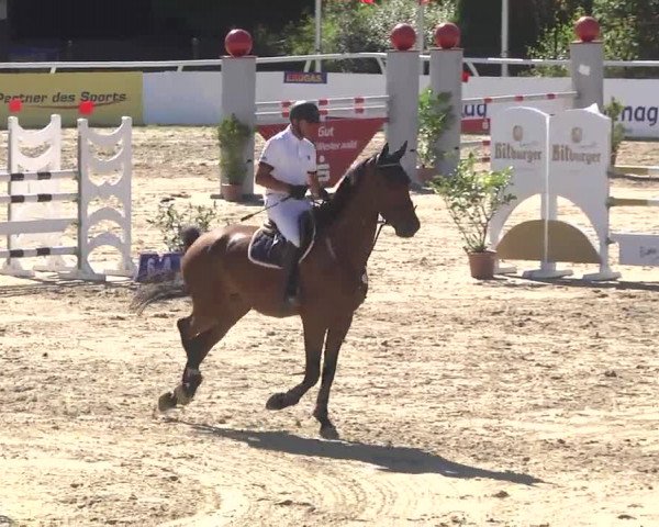 Summermeeting der Springreiter Hachenburg 2016