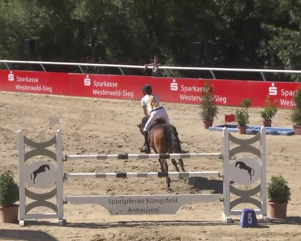 Summermeeting der Springreiter Hachenburg 2016