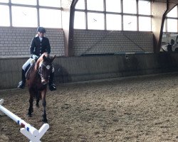 dressage horse Rondo 440 (Connemara Pony, 2011, from Sir Henry)
